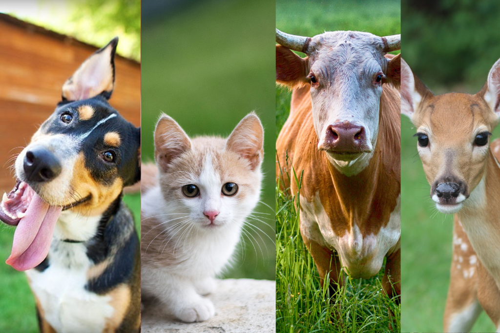 Animal's Color Blindness