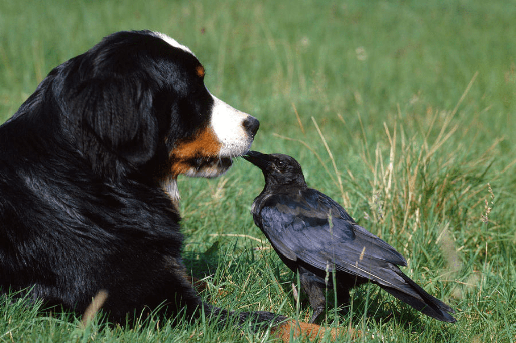 Crows vs Dogs