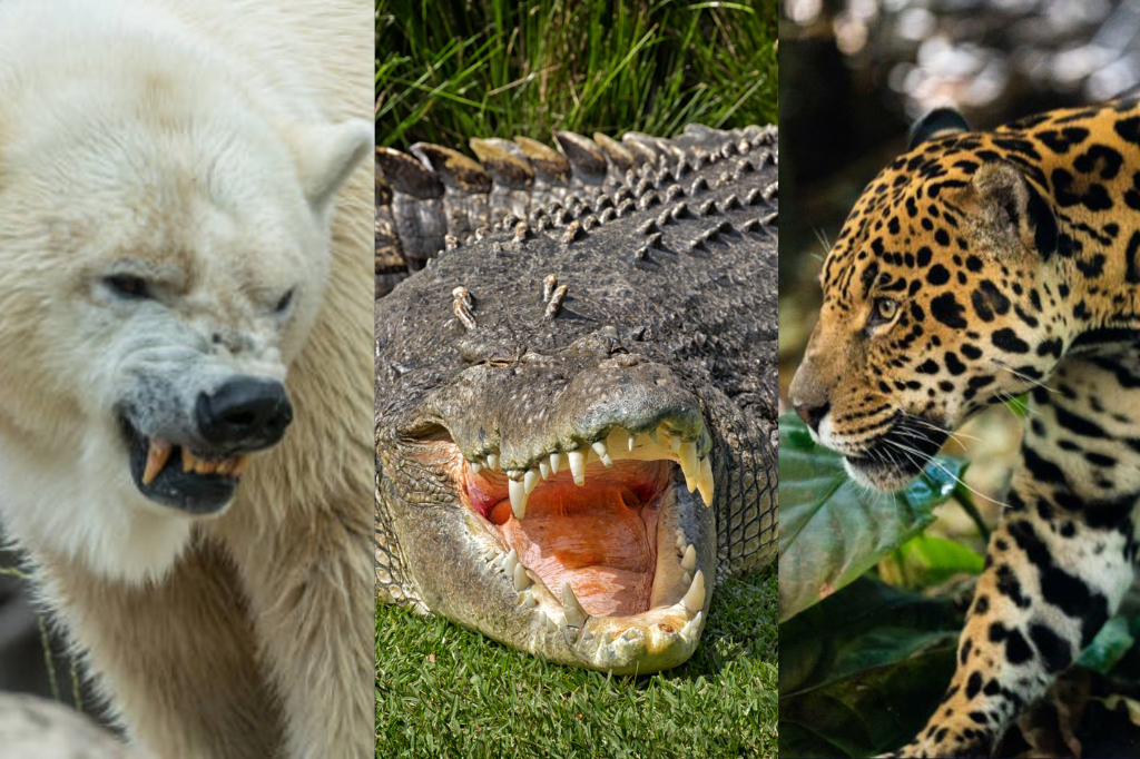 Strongest Bite Force