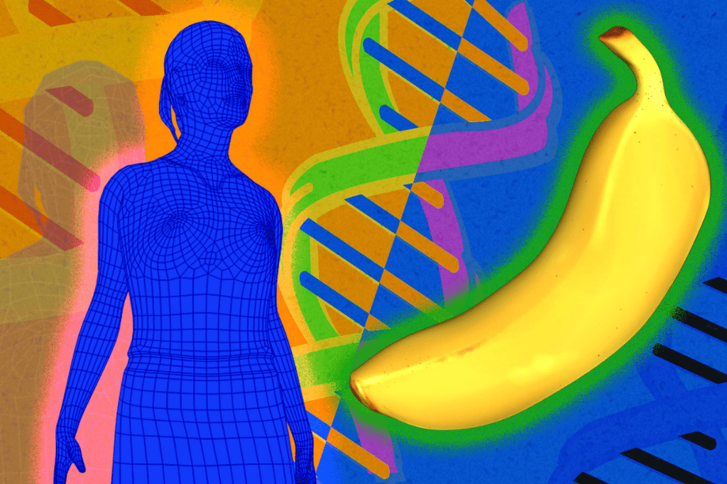 humans related to bananas