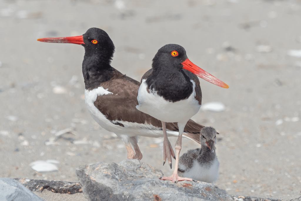 American Oystercatchers