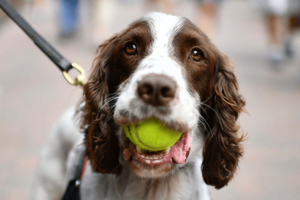 Dogs Love Tennis Balls