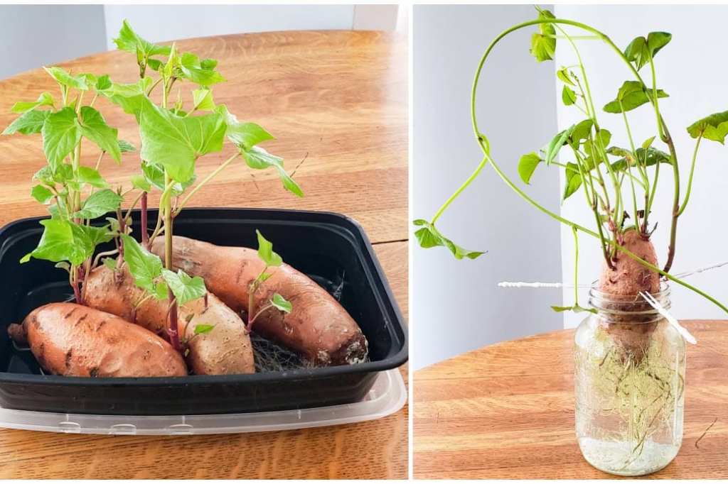 Grow Sweet Potatoes